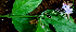  ( - BioBot01543)  @11 [ ] CreativeCommons - Attribution Non-Commercial Share-Alike (2010) Daniel H. Janzen Guanacaste Dry Forest Conservation Fund