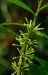  (Solanum megalophyllum - BioBot01547)  @11 [ ] CreativeCommons - Attribution Non-Commercial Share-Alike (2010) Daniel H. Janzen Guanacaste Dry Forest Conservation Fund