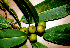  ( - BioBot01550)  @11 [ ] CreativeCommons - Attribution Non-Commercial Share-Alike (2010) Daniel H. Janzen Guanacaste Dry Forest Conservation Fund