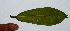  ( - BioBot01550)  @11 [ ] CreativeCommons - Attribution Non-Commercial Share-Alike (2010) Daniel H. Janzen Guanacaste Dry Forest Conservation Fund