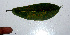  ( - BioBot01550)  @11 [ ] CreativeCommons - Attribution Non-Commercial Share-Alike (2010) Daniel H. Janzen Guanacaste Dry Forest Conservation Fund