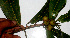  ( - BioBot01550)  @11 [ ] CreativeCommons - Attribution Non-Commercial Share-Alike (2010) Daniel H. Janzen Guanacaste Dry Forest Conservation Fund