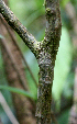  ( - BioBot01550)  @11 [ ] CreativeCommons - Attribution Non-Commercial Share-Alike (2010) Daniel H. Janzen Guanacaste Dry Forest Conservation Fund
