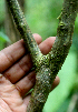  ( - BioBot01550)  @11 [ ] CreativeCommons - Attribution Non-Commercial Share-Alike (2010) Daniel H. Janzen Guanacaste Dry Forest Conservation Fund