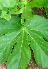  ( - BioBot01555)  @11 [ ] CreativeCommons - Attribution Non-Commercial Share-Alike (2010) Daniel H. Janzen Guanacaste Dry Forest Conservation Fund