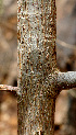  ( - BioBot01560)  @11 [ ] CreativeCommons - Attribution Non-Commercial Share-Alike (2010) Daniel H. Janzen Guanacaste Dry Forest Conservation Fund