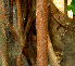  ( - BioBot01561)  @11 [ ] CreativeCommons - Attribution Non-Commercial Share-Alike (2010) Daniel H. Janzen Guanacaste Dry Forest Conservation Fund