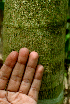  ( - BioBot01563)  @11 [ ] CreativeCommons - Attribution Non-Commercial Share-Alike (2010) Daniel H. Janzen Guanacaste Dry Forest Conservation Fund