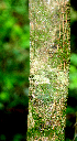  ( - BioBot01564)  @11 [ ] CreativeCommons - Attribution Non-Commercial Share-Alike (2010) Daniel H. Janzen Guanacaste Dry Forest Conservation Fund
