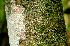  ( - BioBot01565)  @11 [ ] CreativeCommons - Attribution Non-Commercial Share-Alike (2010) Daniel H. Janzen Guanacaste Dry Forest Conservation Fund