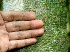  ( - BioBot01565)  @11 [ ] CreativeCommons - Attribution Non-Commercial Share-Alike (2010) Daniel H. Janzen Guanacaste Dry Forest Conservation Fund