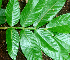  ( - BioBot01565)  @11 [ ] CreativeCommons - Attribution Non-Commercial Share-Alike (2010) Daniel H. Janzen Guanacaste Dry Forest Conservation Fund