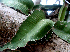  ( - BioBot01566)  @11 [ ] CreativeCommons - Attribution Non-Commercial Share-Alike (2010) Daniel H. Janzen Guanacaste Dry Forest Conservation Fund
