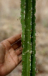  ( - BioBot01566)  @11 [ ] CreativeCommons - Attribution Non-Commercial Share-Alike (2010) Daniel H. Janzen Guanacaste Dry Forest Conservation Fund