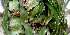  ( - BioBot01567)  @11 [ ] CreativeCommons - Attribution Non-Commercial Share-Alike (2010) Daniel H. Janzen Guanacaste Dry Forest Conservation Fund