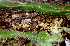  ( - BioBot01567)  @11 [ ] CreativeCommons - Attribution Non-Commercial Share-Alike (2010) Daniel H. Janzen Guanacaste Dry Forest Conservation Fund