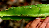  ( - BioBot01567)  @11 [ ] CreativeCommons - Attribution Non-Commercial Share-Alike (2010) Daniel H. Janzen Guanacaste Dry Forest Conservation Fund