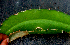  ( - BioBot01568)  @11 [ ] CreativeCommons - Attribution Non-Commercial Share-Alike (2010) Daniel H. Janzen Guanacaste Dry Forest Conservation Fund