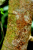  ( - BioBot01571)  @11 [ ] CreativeCommons - Attribution Non-Commercial Share-Alike (2010) Daniel H. Janzen Guanacaste Dry Forest Conservation Fund