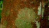  ( - BioBot01573)  @11 [ ] CreativeCommons - Attribution Non-Commercial Share-Alike (2010) Daniel H. Janzen Guanacaste Dry Forest Conservation Fund