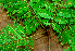  ( - BioBot01573)  @11 [ ] CreativeCommons - Attribution Non-Commercial Share-Alike (2010) Daniel H. Janzen Guanacaste Dry Forest Conservation Fund