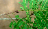  ( - BioBot01573)  @11 [ ] CreativeCommons - Attribution Non-Commercial Share-Alike (2010) Daniel H. Janzen Guanacaste Dry Forest Conservation Fund