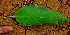  ( - BioBot01575)  @11 [ ] CreativeCommons - Attribution Non-Commercial Share-Alike (2010) Daniel H. Janzen Guanacaste Dry Forest Conservation Fund