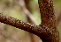 ( - BioBot01576)  @11 [ ] CreativeCommons - Attribution Non-Commercial Share-Alike (2010) Daniel H. Janzen Guanacaste Dry Forest Conservation Fund