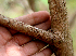  ( - BioBot01576)  @11 [ ] CreativeCommons - Attribution Non-Commercial Share-Alike (2010) Daniel H. Janzen Guanacaste Dry Forest Conservation Fund