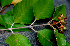  ( - BioBot01576)  @11 [ ] CreativeCommons - Attribution Non-Commercial Share-Alike (2010) Daniel H. Janzen Guanacaste Dry Forest Conservation Fund