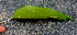  ( - BioBot01576)  @11 [ ] CreativeCommons - Attribution Non-Commercial Share-Alike (2010) Daniel H. Janzen Guanacaste Dry Forest Conservation Fund