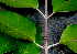  ( - BioBot01576)  @11 [ ] CreativeCommons - Attribution Non-Commercial Share-Alike (2010) Daniel H. Janzen Guanacaste Dry Forest Conservation Fund