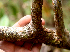  ( - BioBot01577)  @11 [ ] CreativeCommons - Attribution Non-Commercial Share-Alike (2010) Daniel H. Janzen Guanacaste Dry Forest Conservation Fund