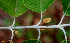  ( - BioBot01577)  @11 [ ] CreativeCommons - Attribution Non-Commercial Share-Alike (2010) Daniel H. Janzen Guanacaste Dry Forest Conservation Fund