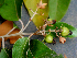  ( - BioBot01577)  @11 [ ] CreativeCommons - Attribution Non-Commercial Share-Alike (2010) Daniel H. Janzen Guanacaste Dry Forest Conservation Fund