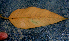  ( - BioBot01577)  @11 [ ] CreativeCommons - Attribution Non-Commercial Share-Alike (2010) Daniel H. Janzen Guanacaste Dry Forest Conservation Fund
