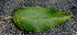  ( - BioBot01577)  @11 [ ] CreativeCommons - Attribution Non-Commercial Share-Alike (2010) Daniel H. Janzen Guanacaste Dry Forest Conservation Fund