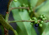  ( - BioBot01579)  @11 [ ] CreativeCommons - Attribution Non-Commercial Share-Alike (2010) Daniel H. Janzen Guanacaste Dry Forest Conservation Fund