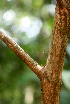  (Vismia bilbergiana - BioBot01581)  @11 [ ] CreativeCommons - Attribution Non-Commercial Share-Alike (2010) Daniel H. Janzen Guanacaste Dry Forest Conservation Fund