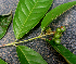  ( - BioBot01581)  @11 [ ] CreativeCommons - Attribution Non-Commercial Share-Alike (2010) Daniel H. Janzen Guanacaste Dry Forest Conservation Fund