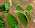  ( - BioBot01581)  @11 [ ] CreativeCommons - Attribution Non-Commercial Share-Alike (2010) Daniel H. Janzen Guanacaste Dry Forest Conservation Fund