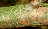 ( - BioBot01582)  @11 [ ] CreativeCommons - Attribution Non-Commercial Share-Alike (2010) Daniel H. Janzen Guanacaste Dry Forest Conservation Fund