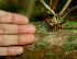 ( - BioBot01582)  @11 [ ] CreativeCommons - Attribution Non-Commercial Share-Alike (2010) Daniel H. Janzen Guanacaste Dry Forest Conservation Fund