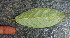  ( - BioBot01582)  @11 [ ] CreativeCommons - Attribution Non-Commercial Share-Alike (2010) Daniel H. Janzen Guanacaste Dry Forest Conservation Fund
