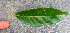  ( - BioBot01582)  @11 [ ] CreativeCommons - Attribution Non-Commercial Share-Alike (2010) Daniel H. Janzen Guanacaste Dry Forest Conservation Fund