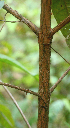 ( - BioBot01583)  @11 [ ] CreativeCommons - Attribution Non-Commercial Share-Alike (2010) Daniel H. Janzen Guanacaste Dry Forest Conservation Fund