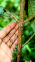  ( - BioBot01583)  @11 [ ] CreativeCommons - Attribution Non-Commercial Share-Alike (2010) Daniel H. Janzen Guanacaste Dry Forest Conservation Fund