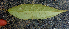  ( - BioBot01583)  @11 [ ] CreativeCommons - Attribution Non-Commercial Share-Alike (2010) Daniel H. Janzen Guanacaste Dry Forest Conservation Fund