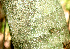  ( - BioBot01584)  @11 [ ] CreativeCommons - Attribution Non-Commercial Share-Alike (2010) Daniel H. Janzen Guanacaste Dry Forest Conservation Fund
