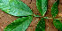  ( - BioBot01584)  @11 [ ] CreativeCommons - Attribution Non-Commercial Share-Alike (2010) Daniel H. Janzen Guanacaste Dry Forest Conservation Fund